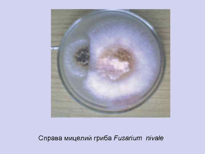 Справа мицелий гриба Fusarium nivale 