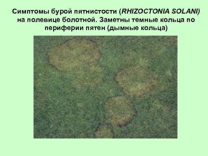 Симптомы бурой пятнистости (RHIZOCTONIA SOLANI) на полевице болотной. Заметны темные кольца по периферии пятен