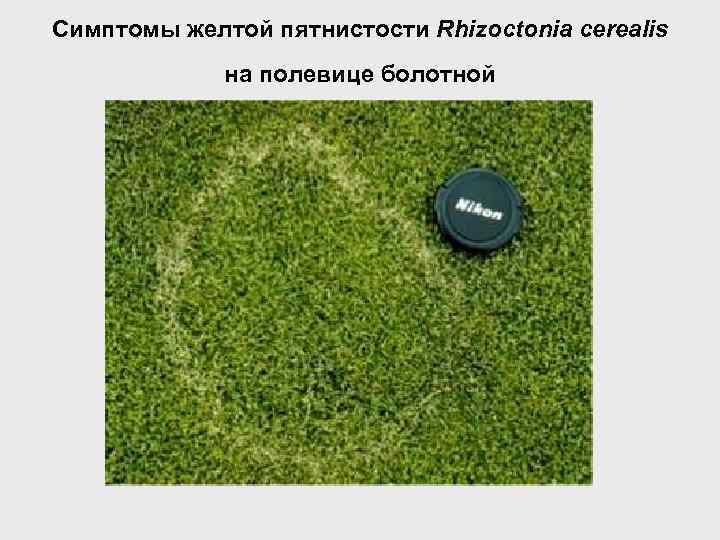 Симптомы желтой пятнистости Rhizoctonia cerealis на полевице болотной 