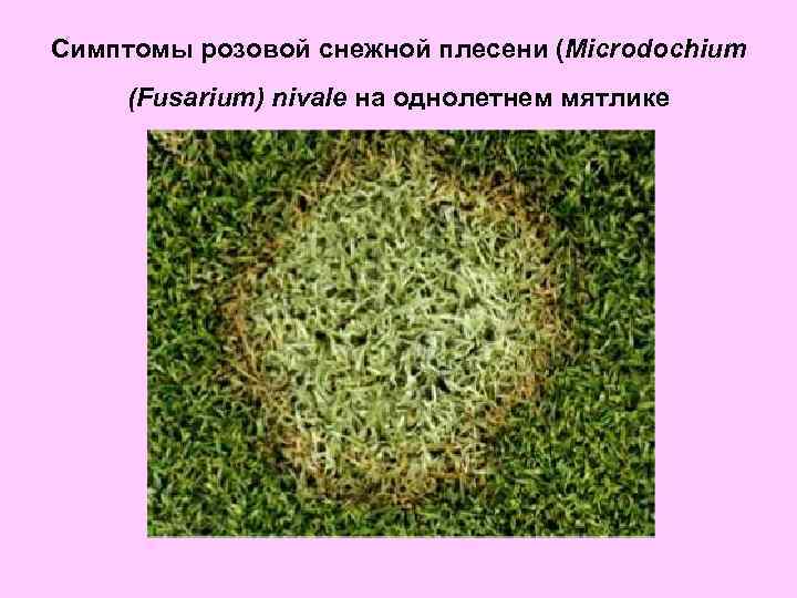 Симптомы розовой снежной плесени (Microdochium (Fusarium) nivale на однолетнем мятлике 