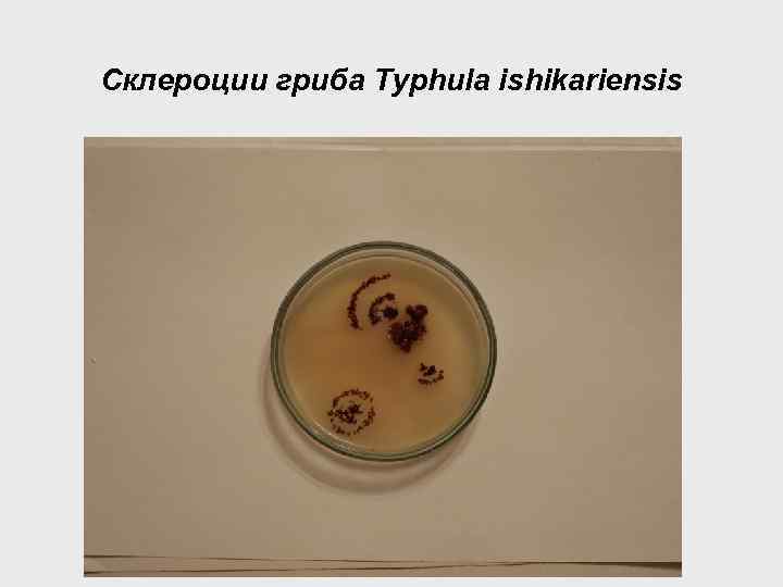 Склероции гриба Typhula ishikariensis 