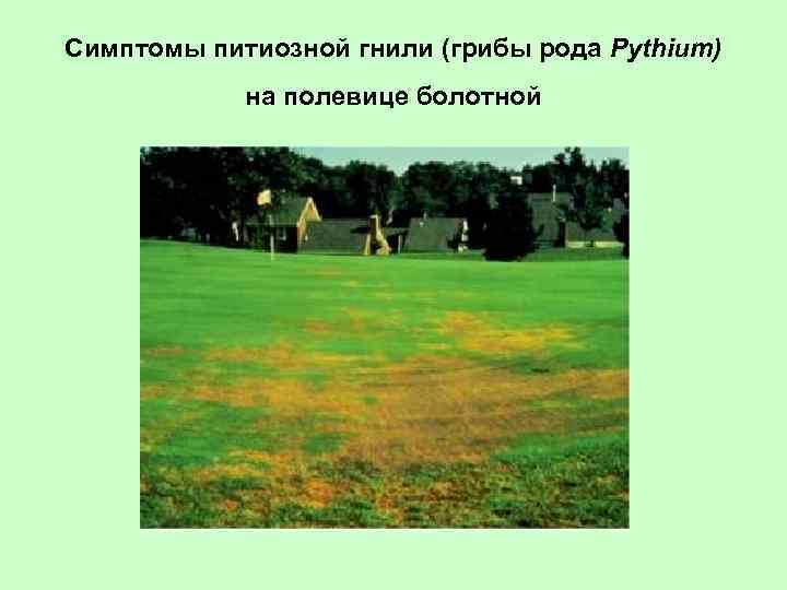 Симптомы питиозной гнили (грибы рода Pythium) на полевице болотной 