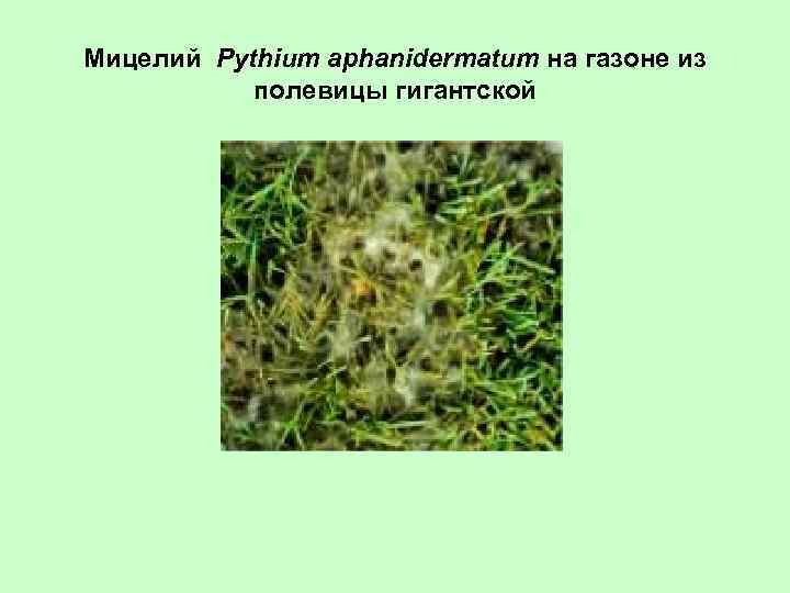 Мицелий Pythium aphanidermatum на газоне из полевицы гигантской 