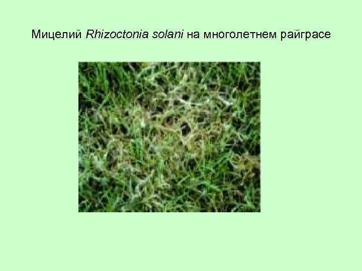 Мицелий Rhizoctonia solani на многолетнем райграсе 