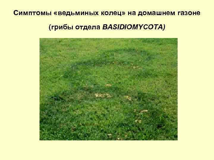 Симптомы «ведьминых колец» на домашнем газоне (грибы отдела BASIDIOMYCOTA) 