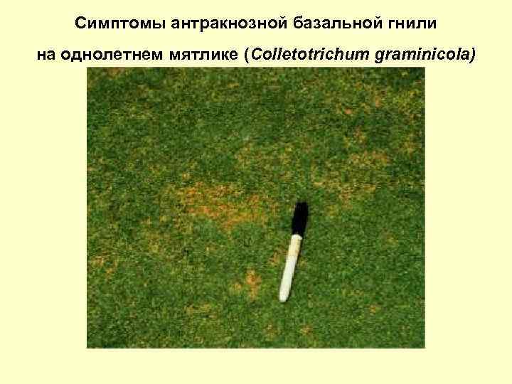 Симптомы антракнозной базальной гнили на однолетнем мятлике (Colletotrichum graminicola) 