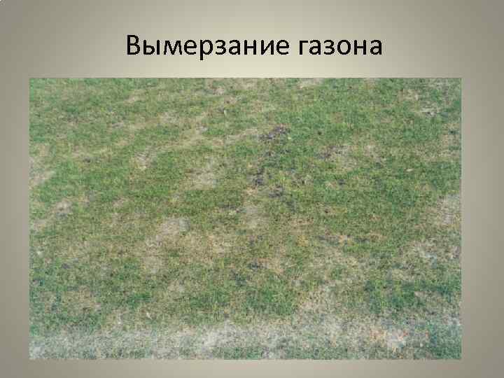 Вымерзание газона 