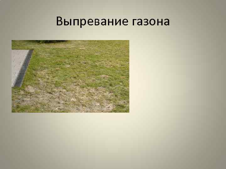 Выпревание газона 