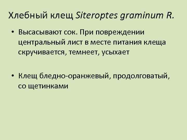 Хлебный клещ Siteroptes graminum R. • Высасывают сок. При повреждении центральный лист в месте
