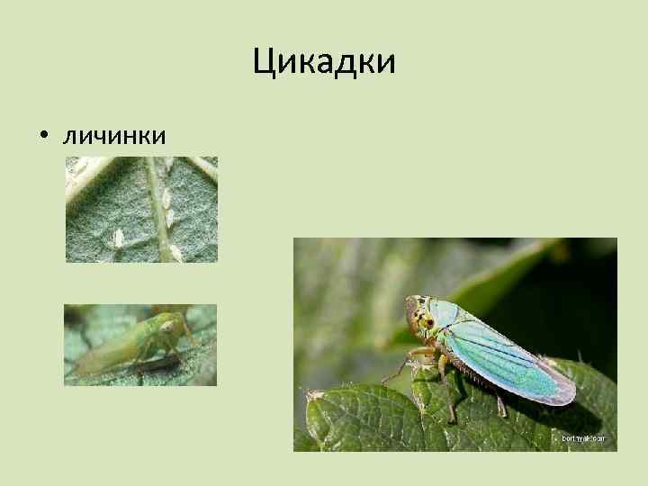 Цикадки • личинки 