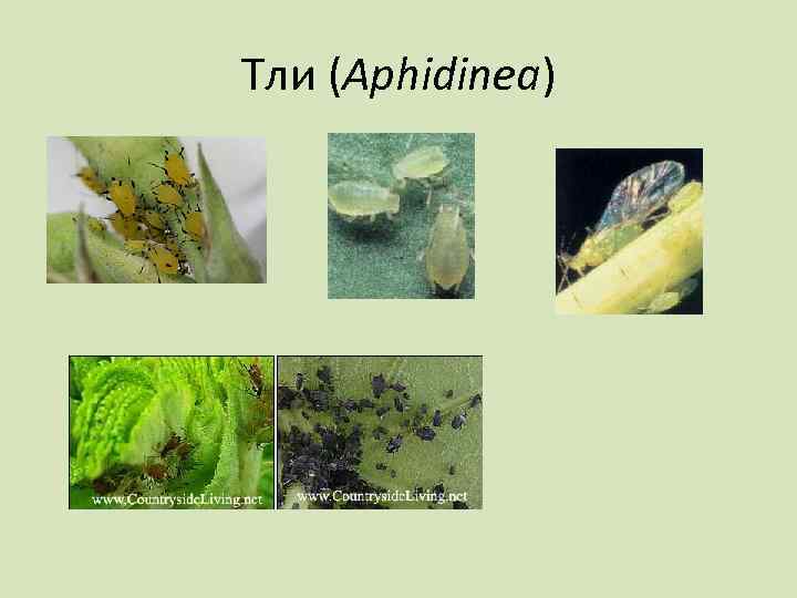 Тли (Aphidinea) 