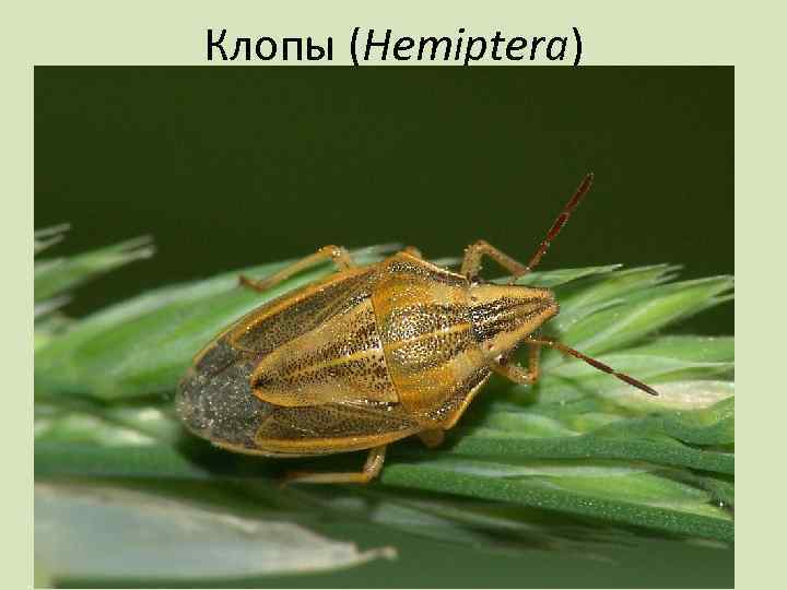 Клопы (Hemiptera) 