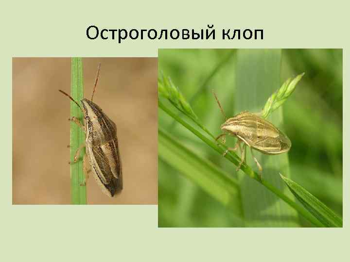 Остроголовый клоп 