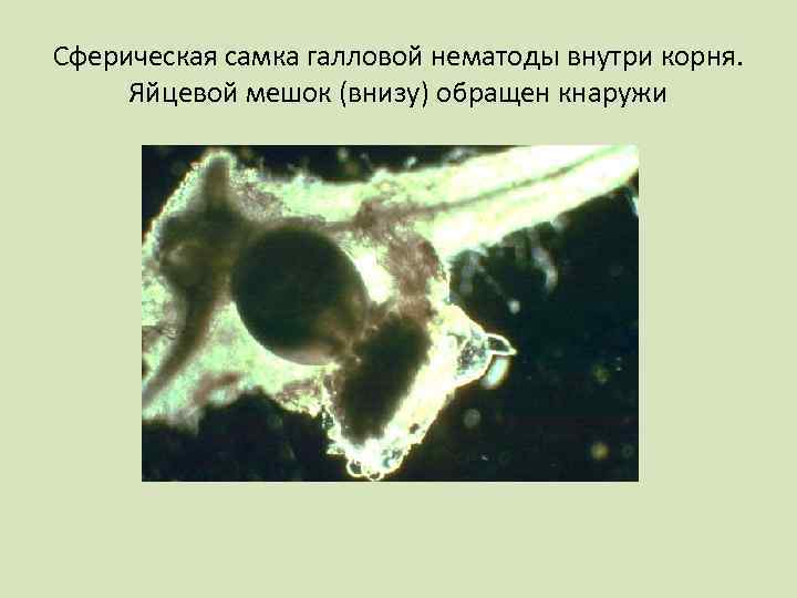 Сферическая самка галловой нематоды внутри корня. Яйцевой мешок (внизу) обращен кнаружи 