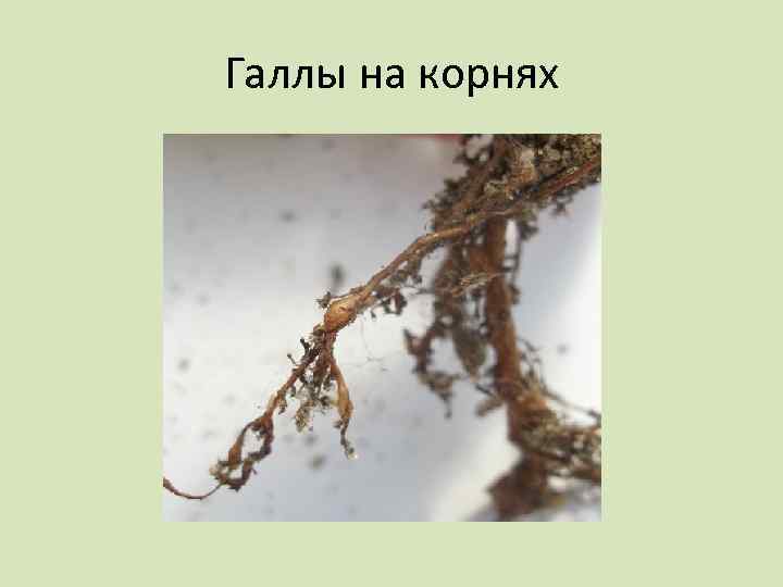 Галлы на корнях 