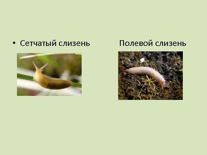  • Сетчатый слизень Полевой слизень 