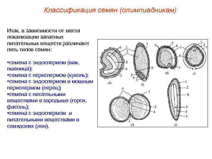 Классификация семян (олимпиадникам) Итак, в зависимости от места локализации запасных питательных веществ различают пять