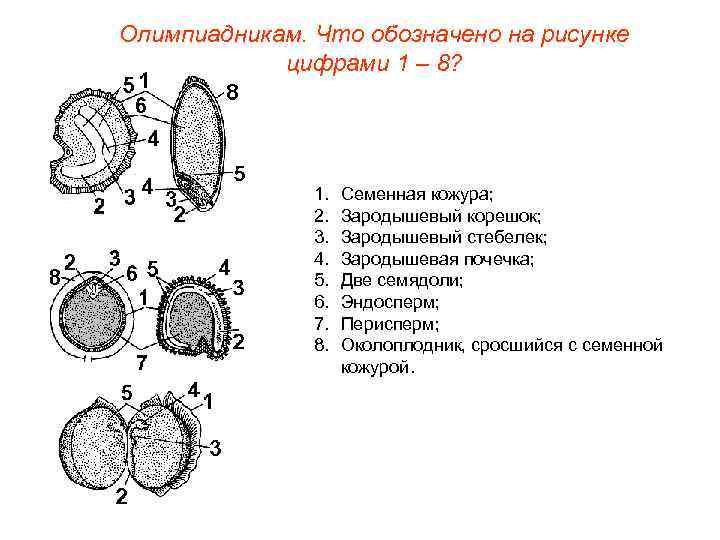 Олимпиадникам. Что обозначено на рисунке цифрами 1 – 8? 1. 2. 3. 4. 5.
