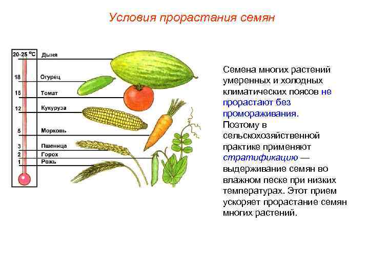 Условия прорастания семян Семена многих растений умеренных и холодных климатических поясов не прорастают без