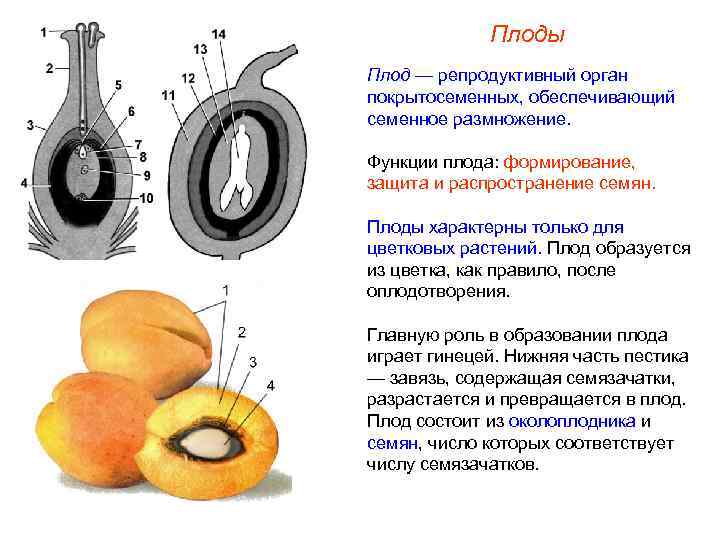 Плоды Плод — репродуктивный орган покрытосеменных, обеспечивающий семенное размножение. Функции плода: формирование, защита и