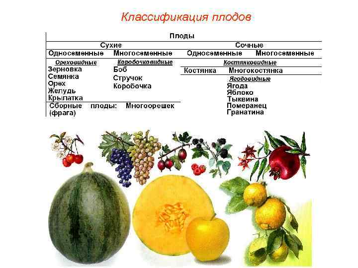 Классификация плодов 