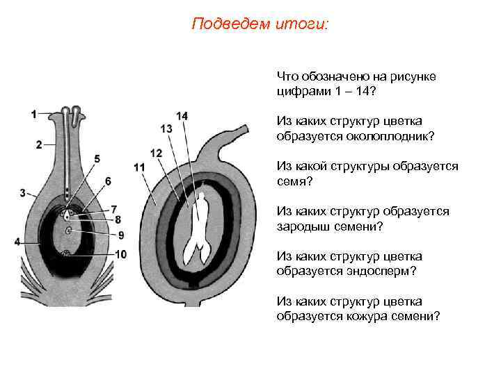 Подведем итоги: Что обозначено на рисунке цифрами 1 – 14? Из каких структур цветка