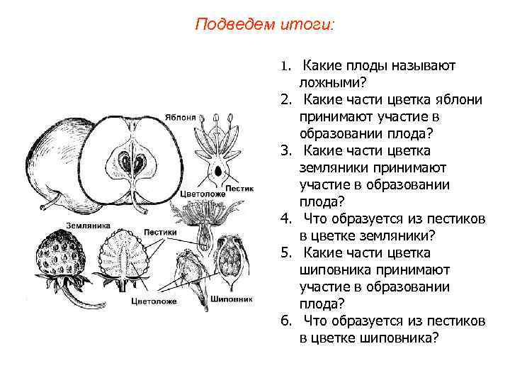 Подведем итоги: 1. Какие плоды называют 2. 3. 4. 5. 6. ложными? Какие части