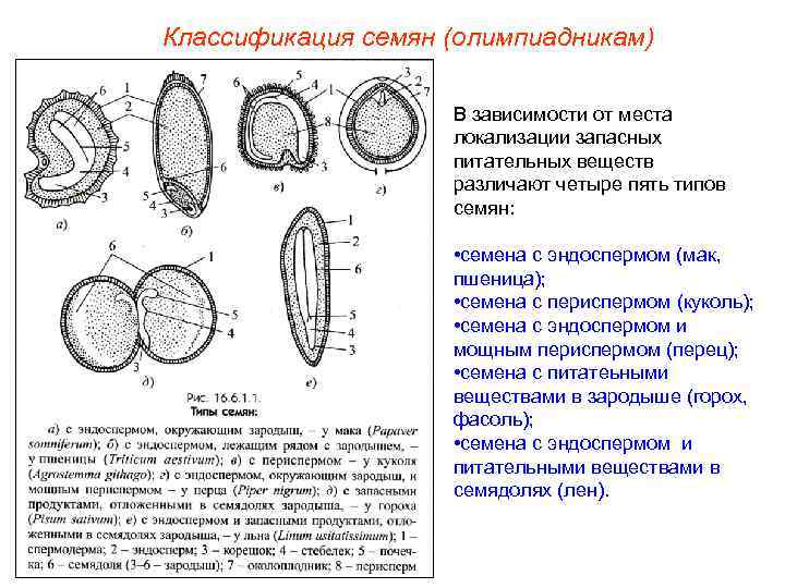 Классификация семян (олимпиадникам) В зависимости от места локализации запасных питательных веществ различают четыре пять