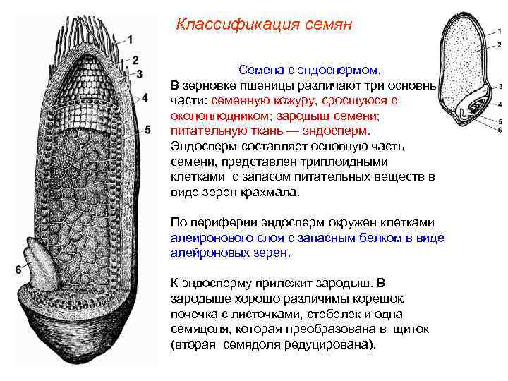 Классификация семян Семена с эндоспермом. В зерновке пшеницы различают три основные части: семенную кожуру,