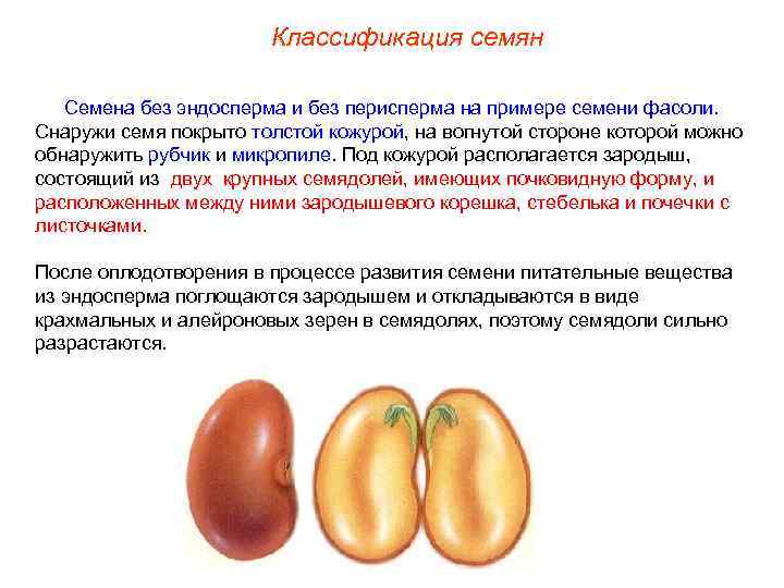 Классификация семян Семена без эндосперма и без перисперма на примере семени фасоли. Снаружи семя