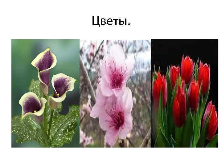 Цветы. 