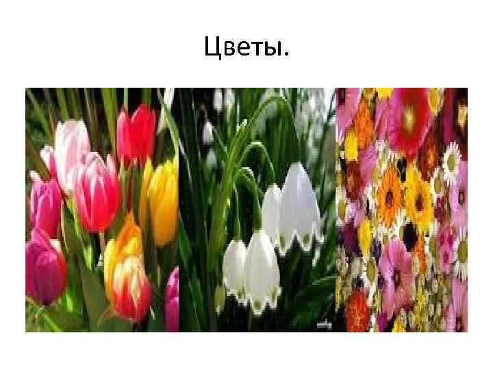 Цветы. 