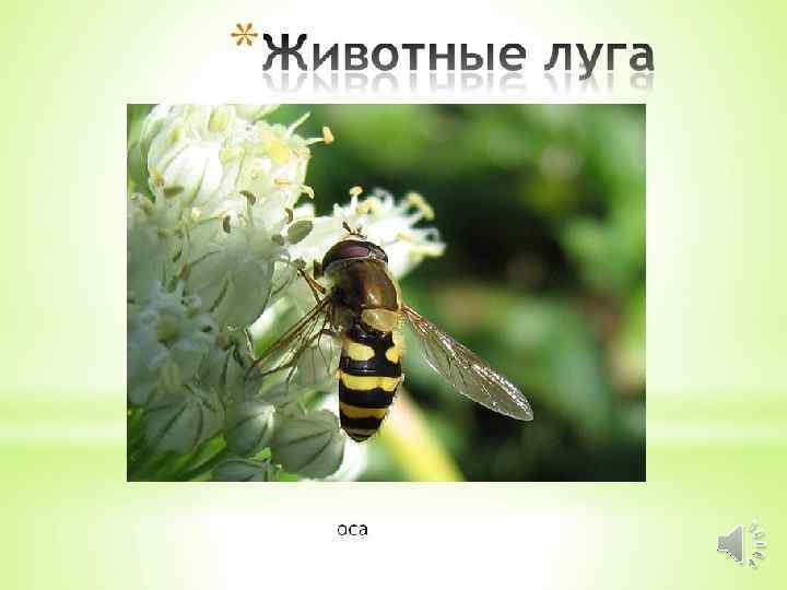 Животные луга. 