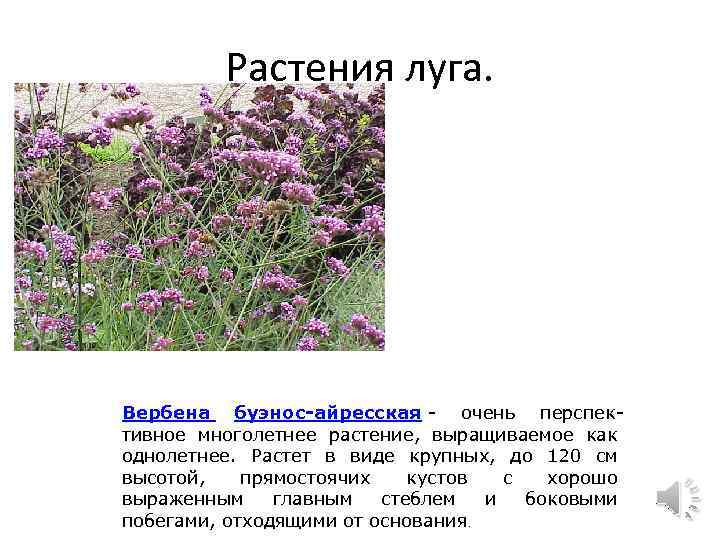 Растения луга. Вербена буэнос-айресская - очень перспективное многолетнее растение, выращиваемое как однолетнее. Растет в