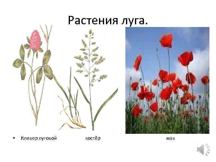 Растения луга. • Клевер луговой костёр мак 