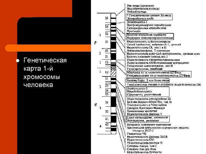 Генетические карты хромосом презентация