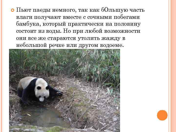  Пьют паеды немного, так как б. Ольшую часть влаги получают вместе с сочными