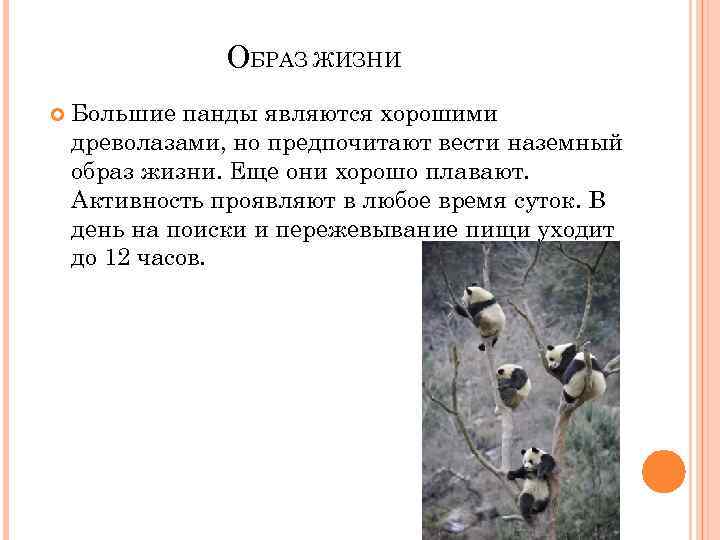 ОБРАЗ ЖИЗНИ Большие панды являются хорошими древолазами, но предпочитают вести наземный образ жизни. Еще