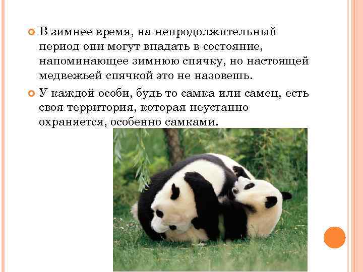 В зимнее время, на непродолжительный период они могут впадать в состояние, напоминающее зимнюю спячку,