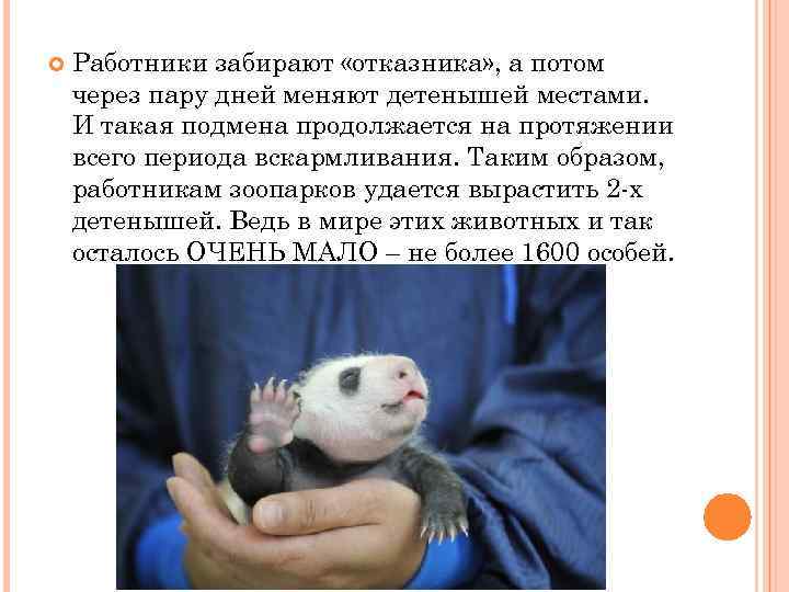  Работники забирают «отказника» , а потом через пару дней меняют детенышей местами. И