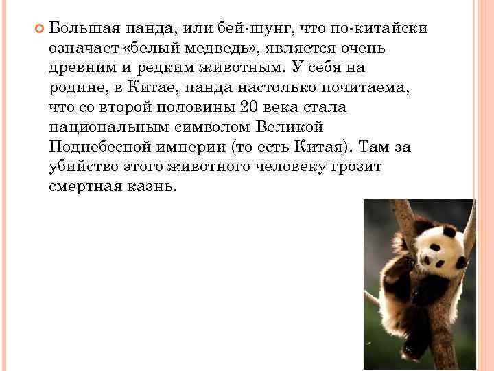  Большая панда, или бей-шунг, что по-китайски означает «белый медведь» , является очень древним