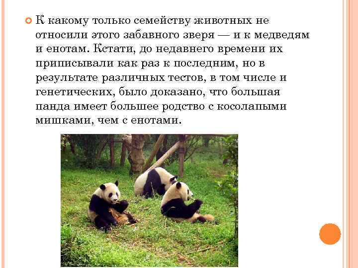  К какому только семейству животных не относили этого забавного зверя — и к