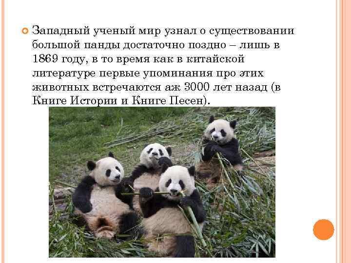  Западный ученый мир узнал о существовании большой панды достаточно поздно – лишь в
