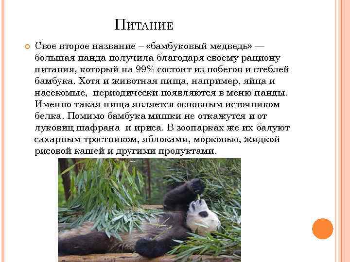 ПИТАНИЕ Свое второе название – «бамбуковый медведь» — большая панда получила благодаря своему рациону