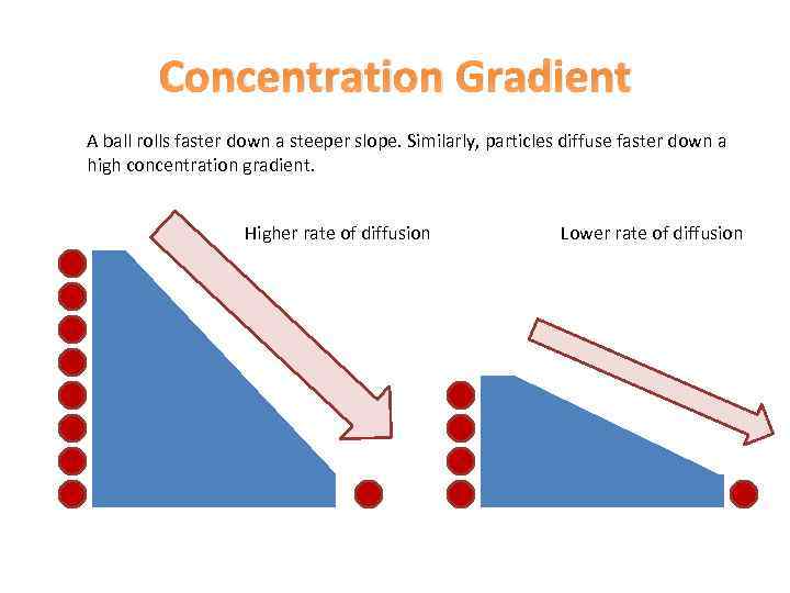 Concentration Gradient A ball rolls faster down a steeper slope. Similarly, particles diffuse faster