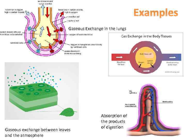 Examples Gaseous Exchange in the lungs Gaseous exchange between leaves and the atmosphere Absorption