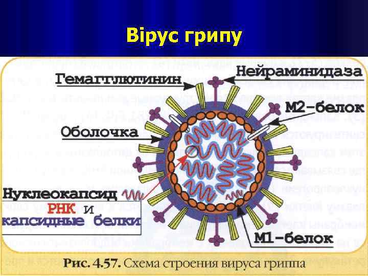 Вірус грипу 