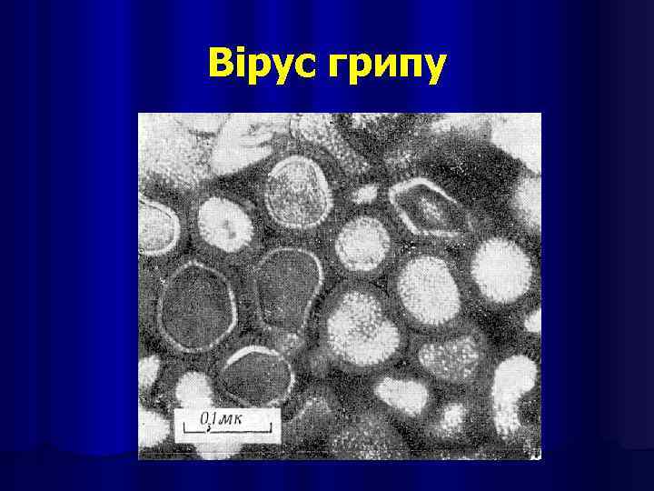 Вірус грипу 