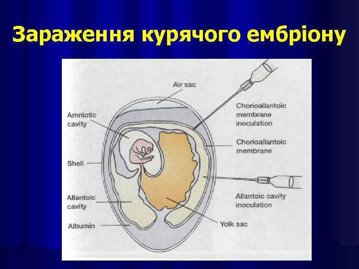 Зараження курячого ембріону 