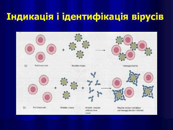 Індикація і ідентифікація вірусів 